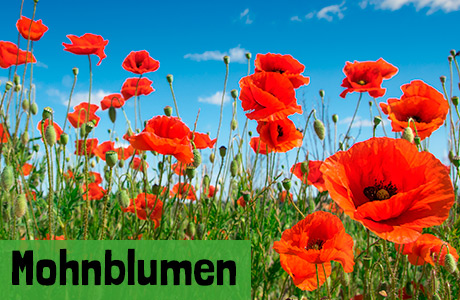 Mohnblumen Samen