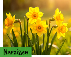Narzissen