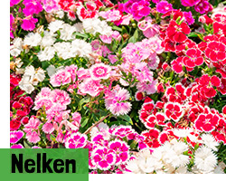 Nelken Samen