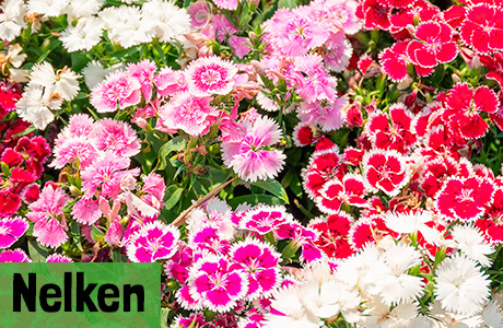 Nelken Samen