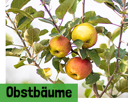 Obstbäume