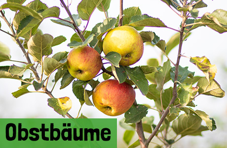 Obstbäume