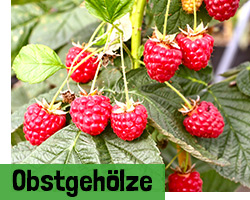 Obstgehölze