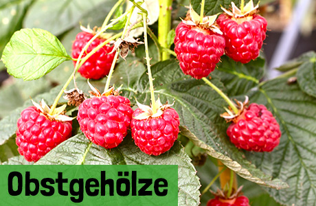 Obstgehölze