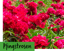 Pfingstrosen