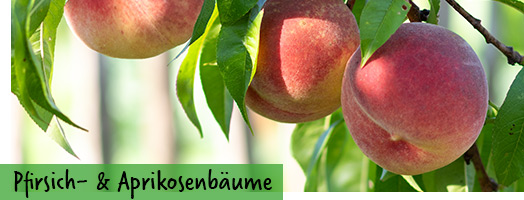 Aprikosen- & Pfirsichbäume