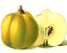 Quittenbäume
