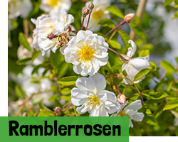 Ramblerrosen