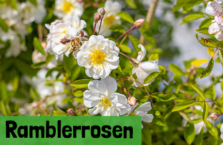 Ramblerrosen