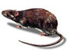 Rattenfallen