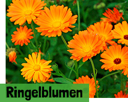 Ringelblumen Samen