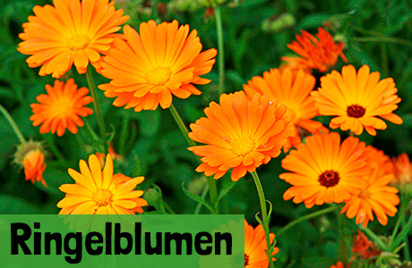 Ringelblumen Samen