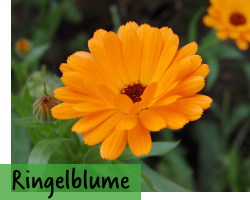 Ringelblumen Samen