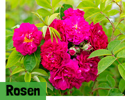 Rosen