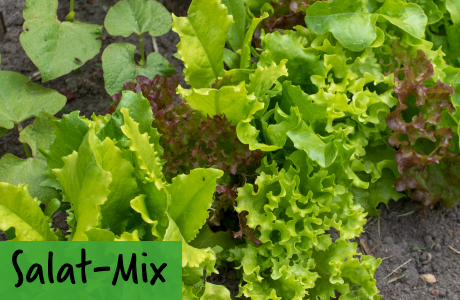 Salat Mischungen