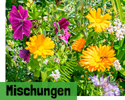 Blumenwiese Mischungen