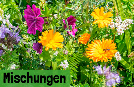 Blumenwiese Mischungen