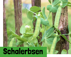 Schalerbsen
