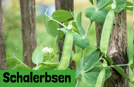Schalerbsen