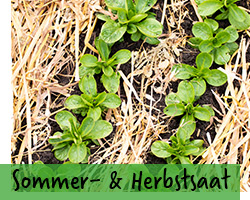 Sommer- und Herbstsaat