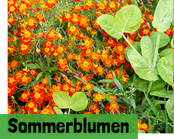 Sommerblumen einjährig