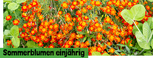Sommerblumen einjährig
