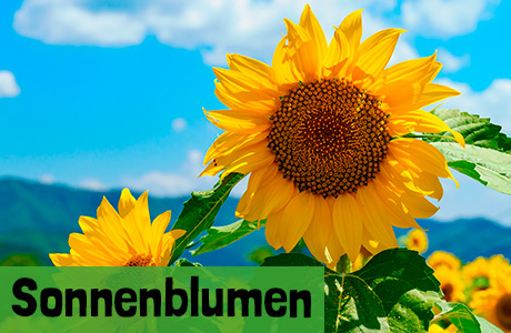 Sonnenblumen Samen