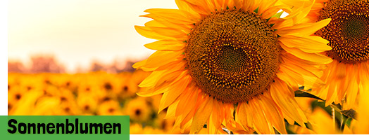 Sonnenblumen Samen