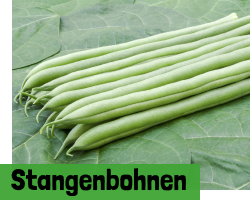 Stangenbohnen