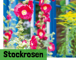 Stockrosen Samen