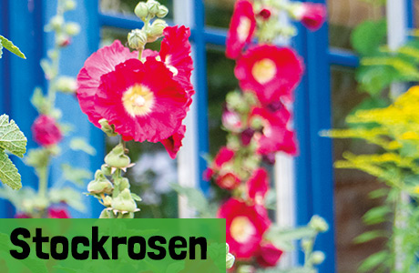 Stockrosen Samen