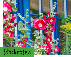 Stockrosen Samen