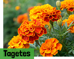 Tagetes Samen