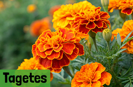 Tagetes Samen