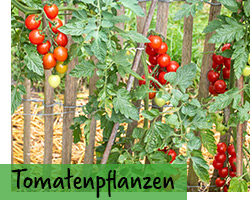 Bio Tomatenpflanzen