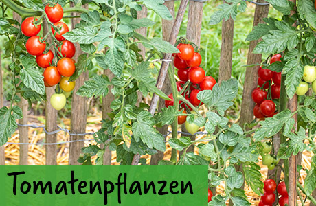 Bio Tomatenpflanzen