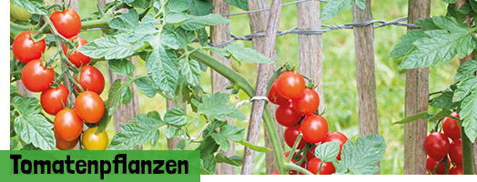 Bio Tomatenpflanzen