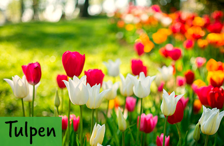 Tulpen