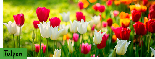 Tulpen