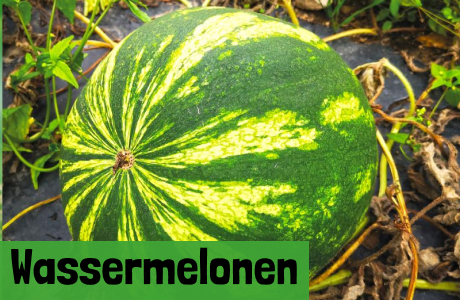 Wassermelonen