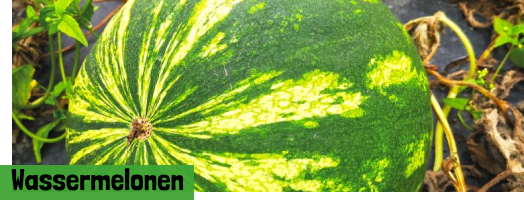 Wassermelonen