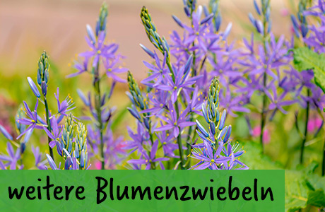 weitere Blumenzwiebeln
