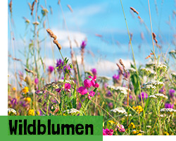Wildblumen Samen