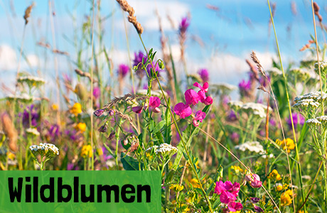 Wildblumen Samen