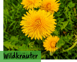 Wildkräuter-Samen