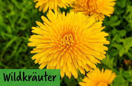Wildkräuter-Samen