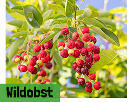 Wildobst
