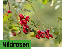 Wildrosen