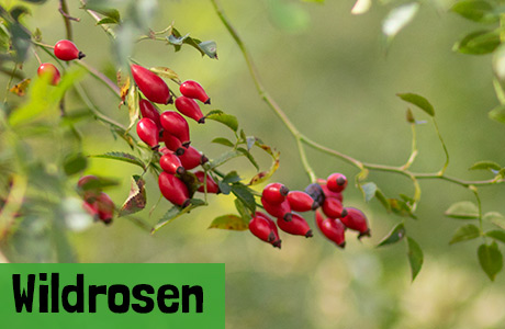 Wildrosen
