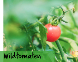 Wildtomaten